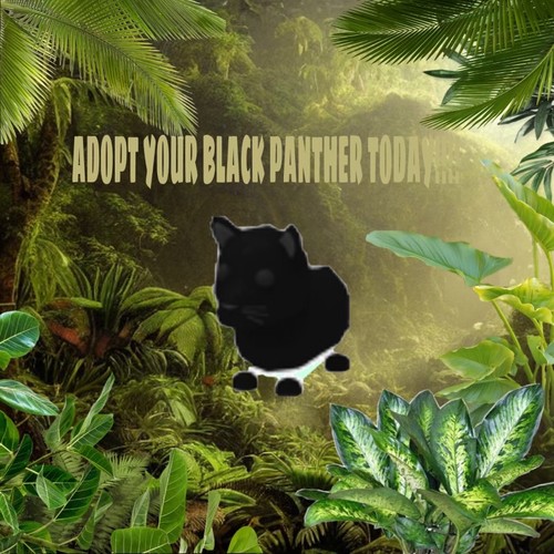 Adopt your black - panther, here